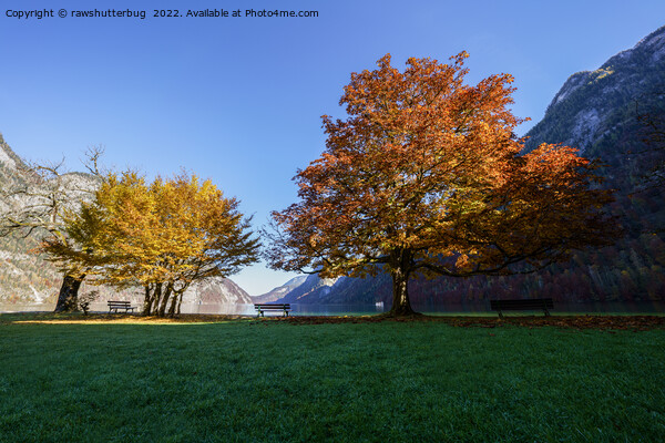 Autumn At The Königssee Picture Board by rawshutterbug 