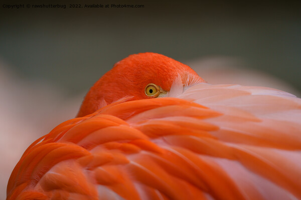 Peeking Flamingo Picture Board by rawshutterbug 