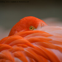 Buy canvas prints of Peeking Flamingo by rawshutterbug 