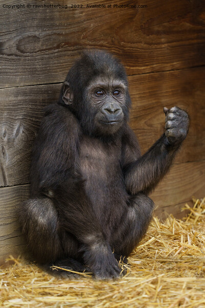 Gorilla Baby Picture Board by rawshutterbug 