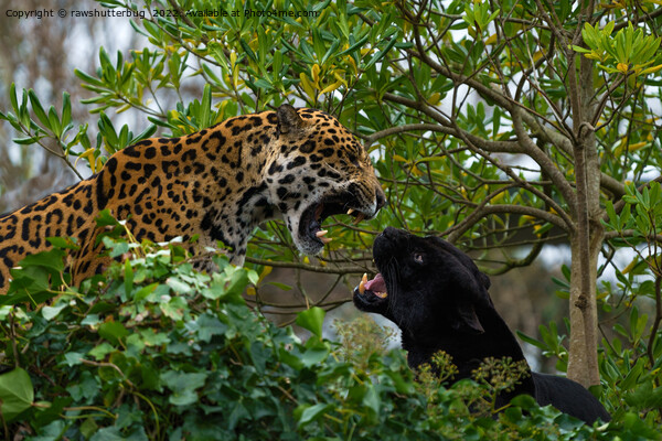 Jaguar Catfight Picture Board by rawshutterbug 