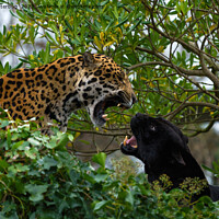 Buy canvas prints of Jaguar Catfight by rawshutterbug 