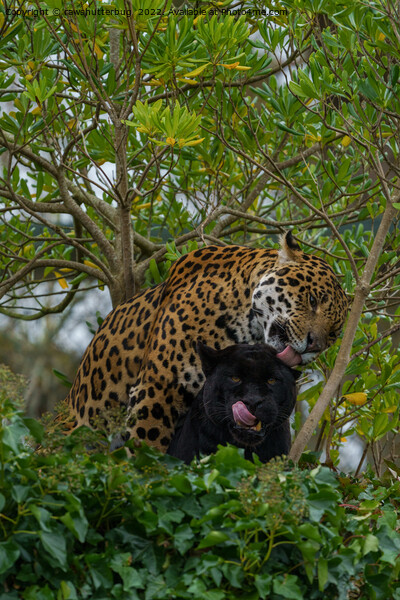 Jaguars In Love Picture Board by rawshutterbug 