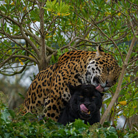 Buy canvas prints of Jaguars In Love by rawshutterbug 