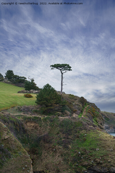 Single Tree At Thatcher Rock Picture Board by rawshutterbug 