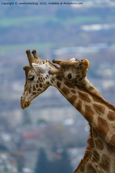 Giraffes Neck and Neck Picture Board by rawshutterbug 