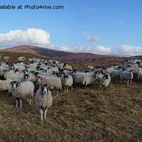 Buy canvas prints of Scottish Blackface Sheep Herd Panorama by rawshutterbug 
