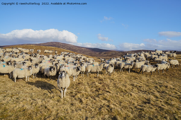 Majestic Scottish Blackface Sheep Herd Grazing in  Picture Board by rawshutterbug 