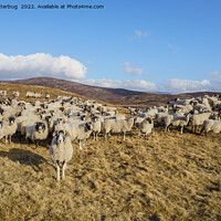 Buy canvas prints of Majestic Scottish Blackface Sheep Herd Grazing in  by rawshutterbug 