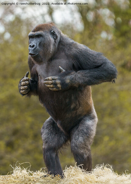 Chest Beating Gorilla Picture Board by rawshutterbug 