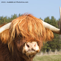 Buy canvas prints of Shaggy-Haired Highland Cow by rawshutterbug 