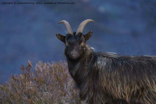 Scottish Wild Goat Picture Board by rawshutterbug 