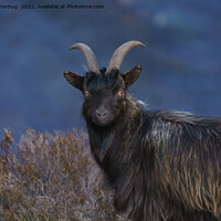 Buy canvas prints of Scottish Wild Goat by rawshutterbug 