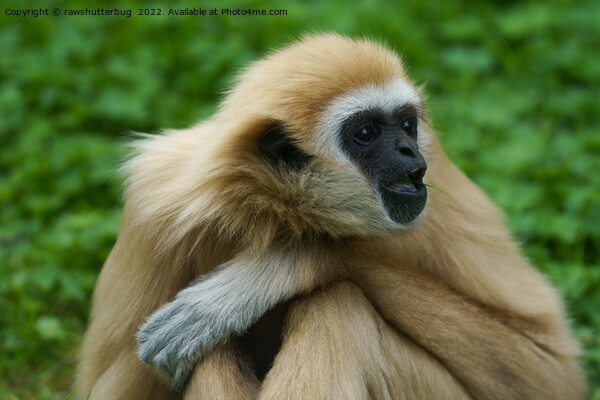 Lar Gibbon Picture Board by rawshutterbug 