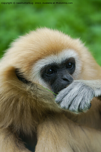 Lar Gibbon Picture Board by rawshutterbug 