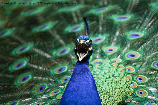Peacock Mating Call Picture Board by rawshutterbug 