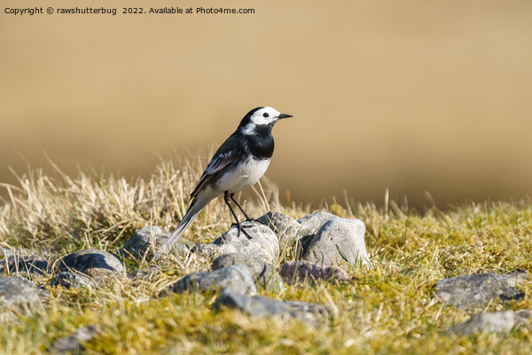 Posing Wagtail Picture Board by rawshutterbug 