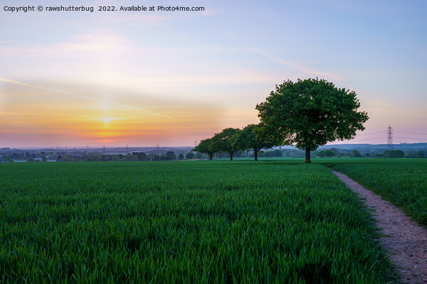Four Trees In A Row At Sunrise Picture Board by rawshutterbug 