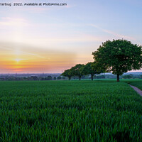 Buy canvas prints of Four Trees In A Row At Sunrise by rawshutterbug 