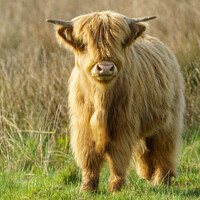 Buy canvas prints of Highland Cow by rawshutterbug 