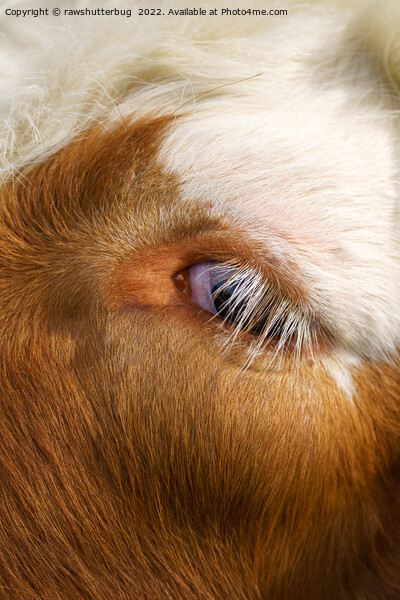 Highland Cow's Eye Picture Board by rawshutterbug 
