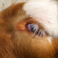 Buy canvas prints of Highland Cow's Eye by rawshutterbug 