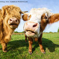 Buy canvas prints of Funny Highland Cows by rawshutterbug 