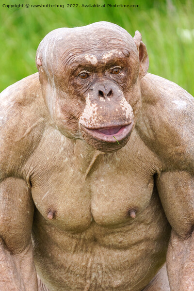 Hairless Chimpanzee Picture Board by rawshutterbug 