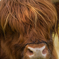 Buy canvas prints of Highland Cow Face by rawshutterbug 