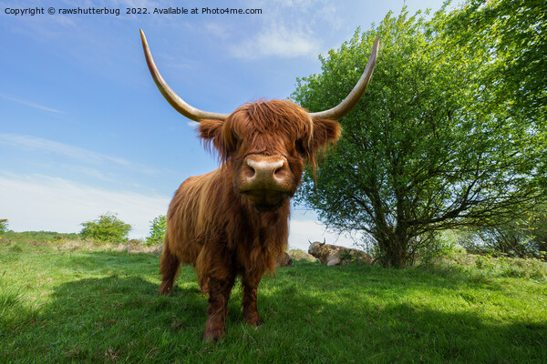 The Rugged Majesty of Scottish Highland Cattle Picture Board by rawshutterbug 