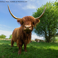 Buy canvas prints of The Rugged Majesty of Scottish Highland Cattle by rawshutterbug 