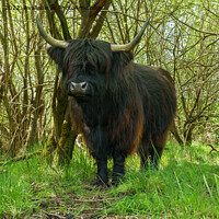 Buy canvas prints of Black Highland Cow In The Woods by rawshutterbug 