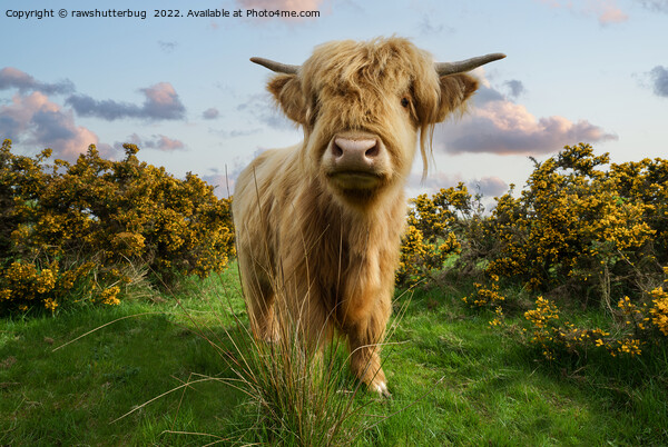 Young Highland Cow Picture Board by rawshutterbug 