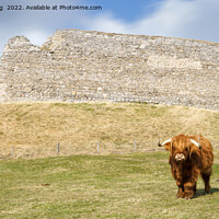 Buy canvas prints of Highland Cow At Castle Roy by rawshutterbug 