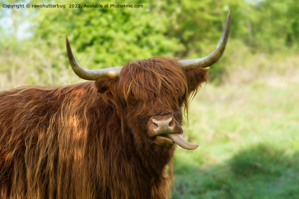 Highland Cow Sticking Out His Tongue Picture Board by rawshutterbug 