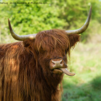 Buy canvas prints of Highland Cow Sticking Out His Tongue by rawshutterbug 
