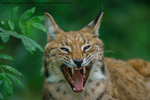 Lynx Showing His Teeth Picture Board by rawshutterbug 