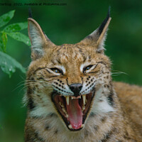 Buy canvas prints of Lynx Showing His Teeth by rawshutterbug 