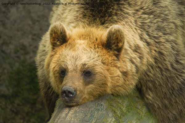 Resting Brown Bear  Picture Board by rawshutterbug 