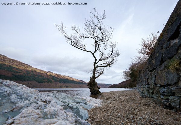 Loch Lomond Firkin Point Single Tree Picture Board by rawshutterbug 