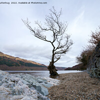 Buy canvas prints of Loch Lomond Firkin Point Single Tree by rawshutterbug 