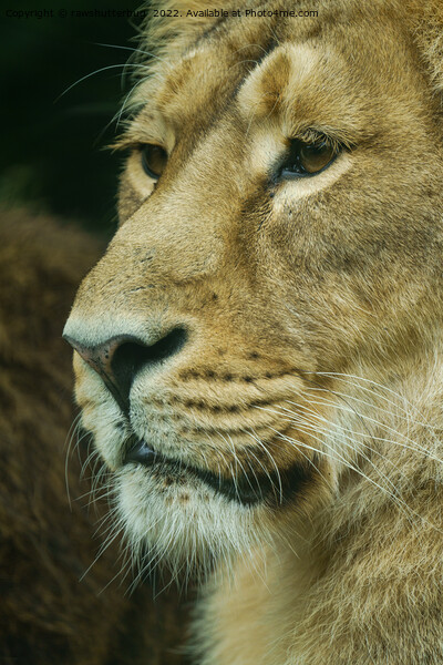 Lion profile Close-Up Picture Board by rawshutterbug 