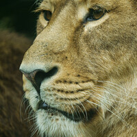 Buy canvas prints of Lion profile Close-Up by rawshutterbug 