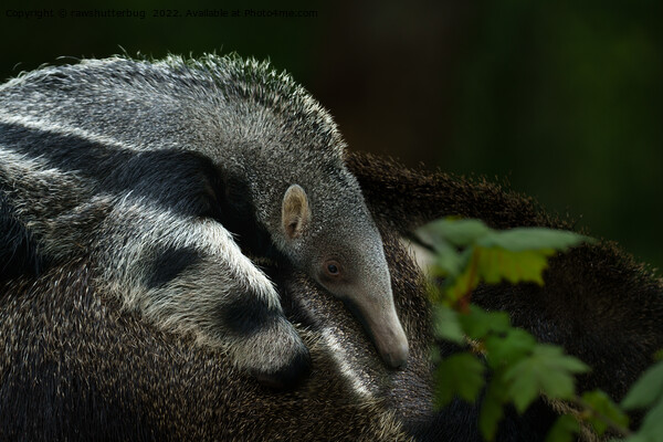 Giant Baby Anteater Holding On To Mum Picture Board by rawshutterbug 