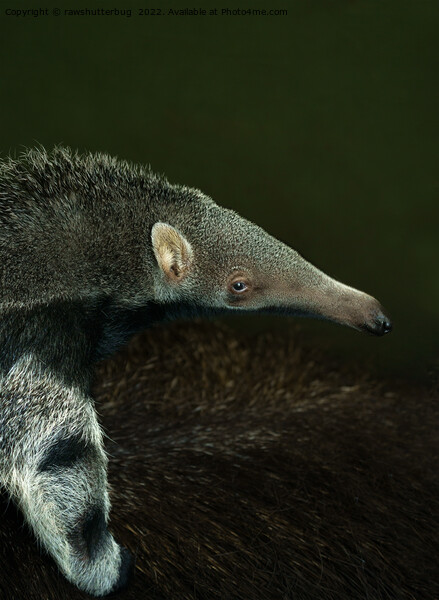 Giant Anteater Baby Picture Board by rawshutterbug 