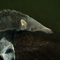 Buy canvas prints of Giant Anteater Baby by rawshutterbug 
