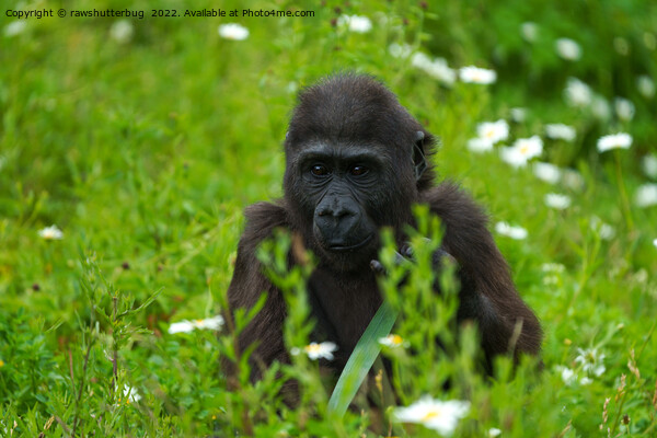Gorilla Baby Hiding In The Grass Picture Board by rawshutterbug 