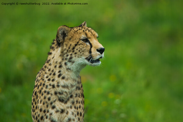 Cheetah On A Lookout Picture Board by rawshutterbug 