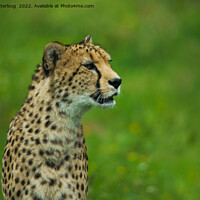 Buy canvas prints of Cheetah On A Lookout by rawshutterbug 