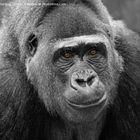 Buy canvas prints of Gorilla's Face by rawshutterbug 